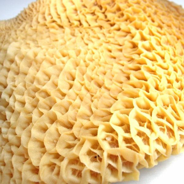 冷凍　牛ハチノス